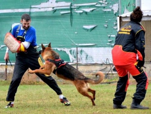 New Dog Training Attack Suit